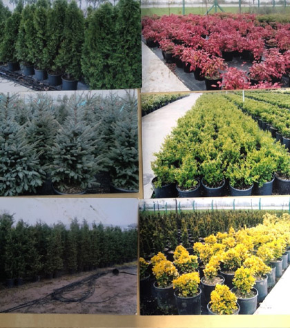 Bitki Üretim Seramız